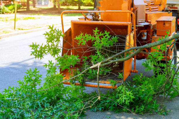 Marshall, MO Tree Removal Company