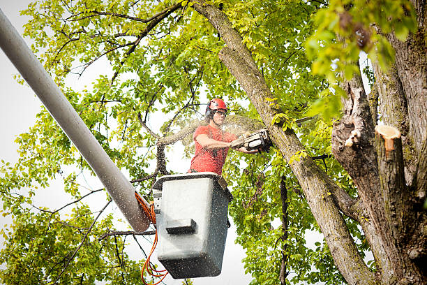 Best Tree Removal  in Marshall, MO